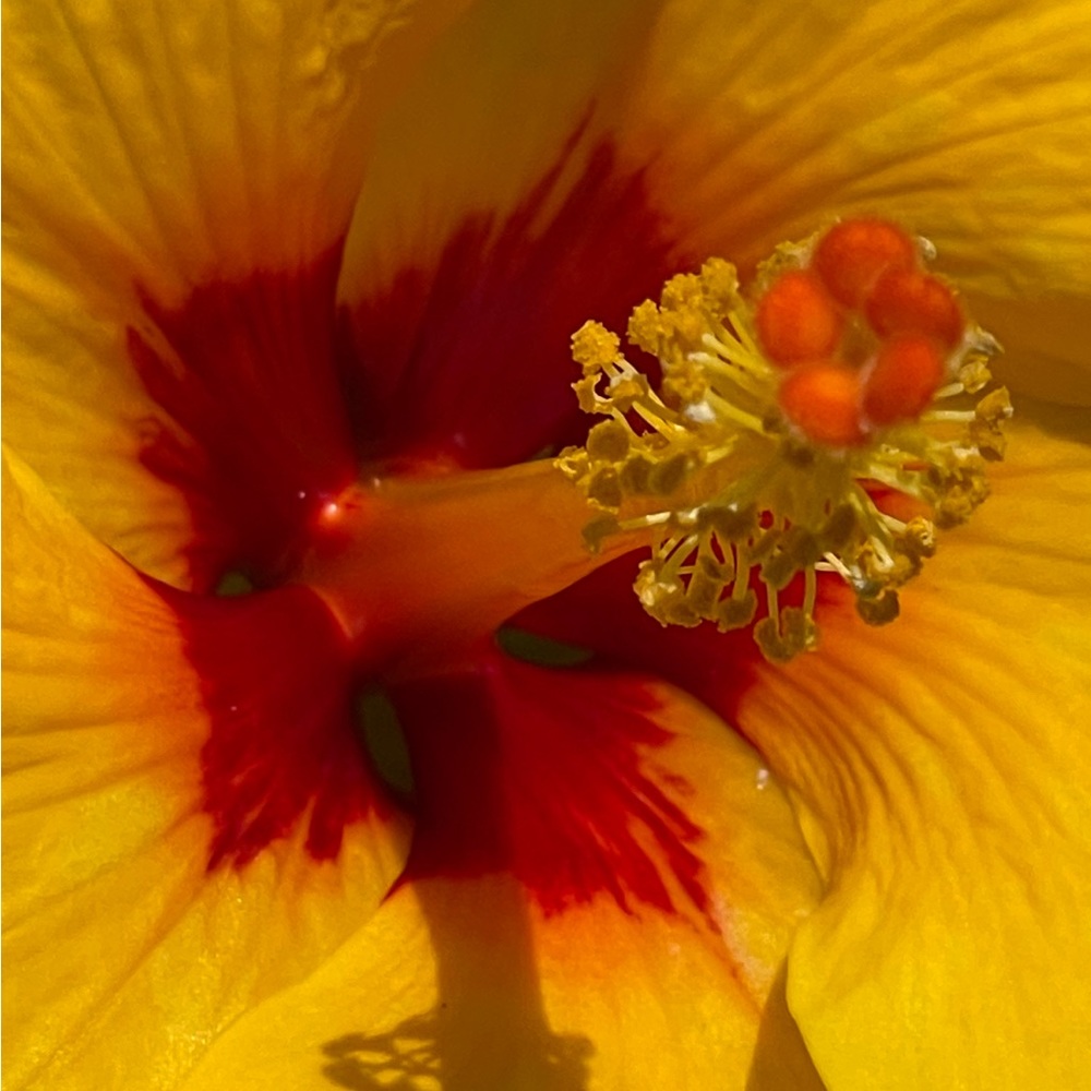 Meet your Posher, The Divine Ms M